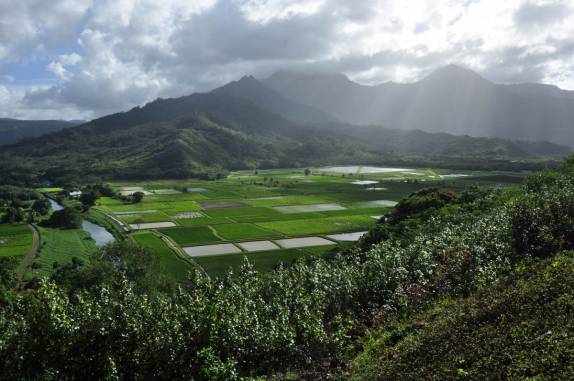 Plantações de taro (nhame), perto de Hanaley Bay, na costa norte de Kauai, no Havaí